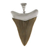 Fossil Giant "Great White" Tooth Sterling Silver Pendant