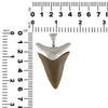 Fossil Giant "Great White" Tooth Sterling Silver Pendant