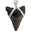 Fossil petrified Makoshark Tooth 925 Sterling Silver Pendant