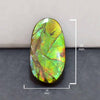 Ammolit-Freiform-Oval-Cabochon 28 mm – 1 Stück