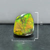 Ammolite Free-Form Cabochon 15mm - 1 piece